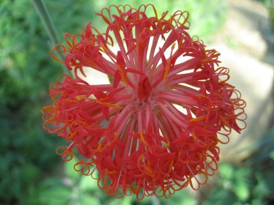 kew_gardens044