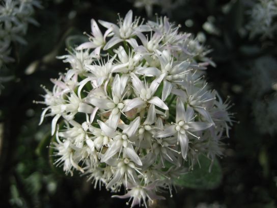 kew_gardens045