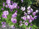 kew_gardens015