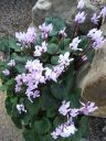 kew_gardens019