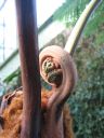 kew_gardens020