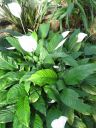kew_gardens021