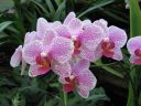 kew_gardens023