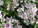 kew_gardens024