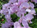 kew_gardens025