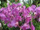 kew_gardens026