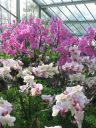 kew_gardens027