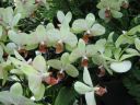 kew_gardens028