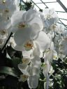 kew_gardens029