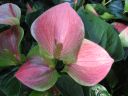kew_gardens030
