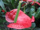 kew_gardens031