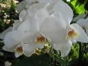 kew_gardens032