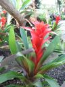 kew_gardens034