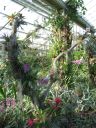kew_gardens035