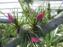 kew_gardens036