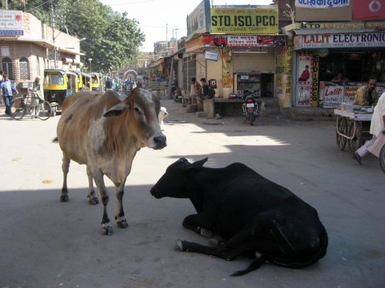 jodhpur137