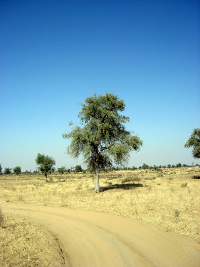 jodhpur155