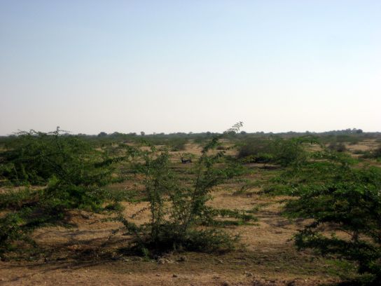 jodhpur168