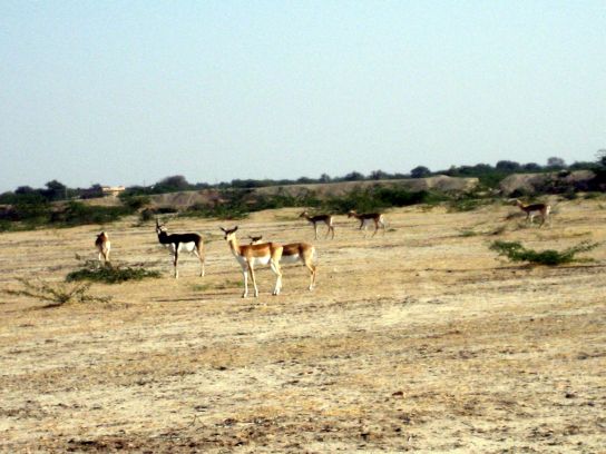 jodhpur196