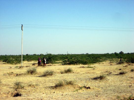 jodhpur198