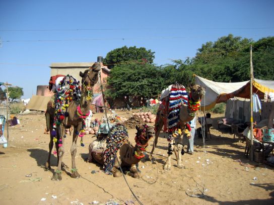pushkar024