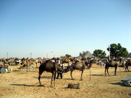 pushkar032
