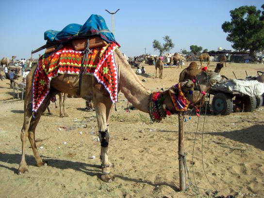 pushkar049