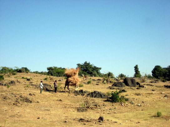 ranakpur099