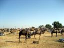 pushkar032