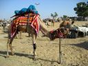 pushkar049