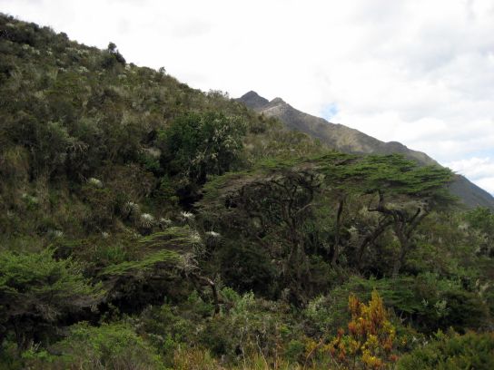 merida068